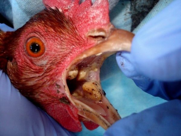 Почему хрипит курица, причины и лечение