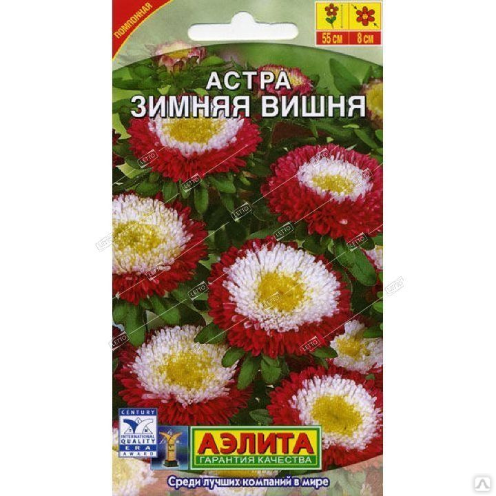 Астра зимняя вишня фото