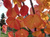 Багрянник японский (Cercidiphyllum Japonicum) 7,5л 140-160 см #1