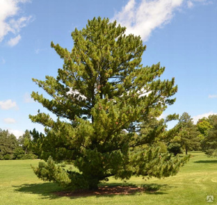Сосна Румелийская (Pinus peuce) 20л/ком 180-200 см #1