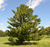 Сосна Румелийская (Pinus peuce) 20л/ком 200-220см #1