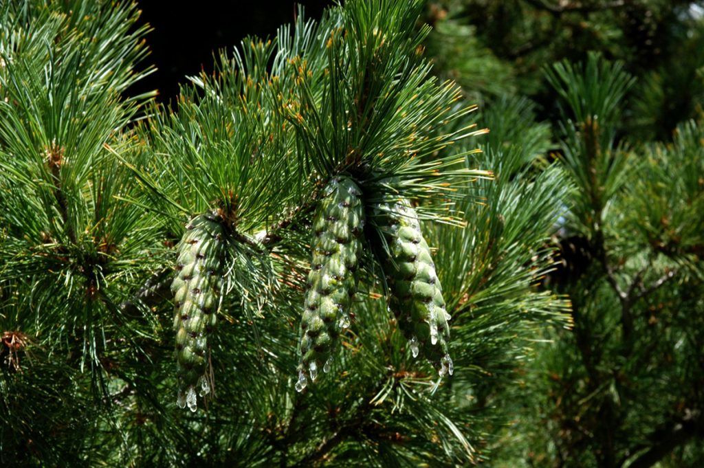 Сосна Румелийская (Pinus peuce) 20л/ком 200-220см 2