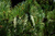 Сосна Румелийская (Pinus peuce) 20л/ком 200-220см #2