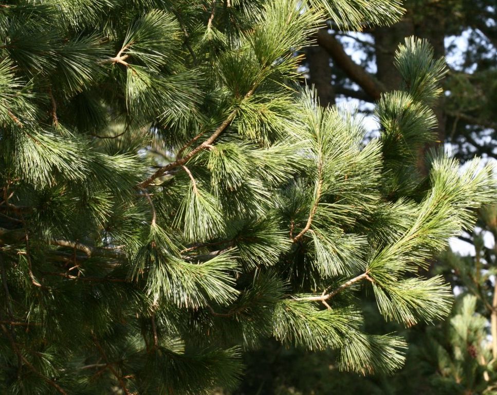 Сосна Румелийская (Pinus peuce) 20 л, 140-160 см, цена в Санкт-Петербурге  от компании Вилла-планта (садовый центр и питомник растений, ландшафтное  бюро)