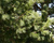 Сосна Румелийская (Pinus peuce) 230-250см #3