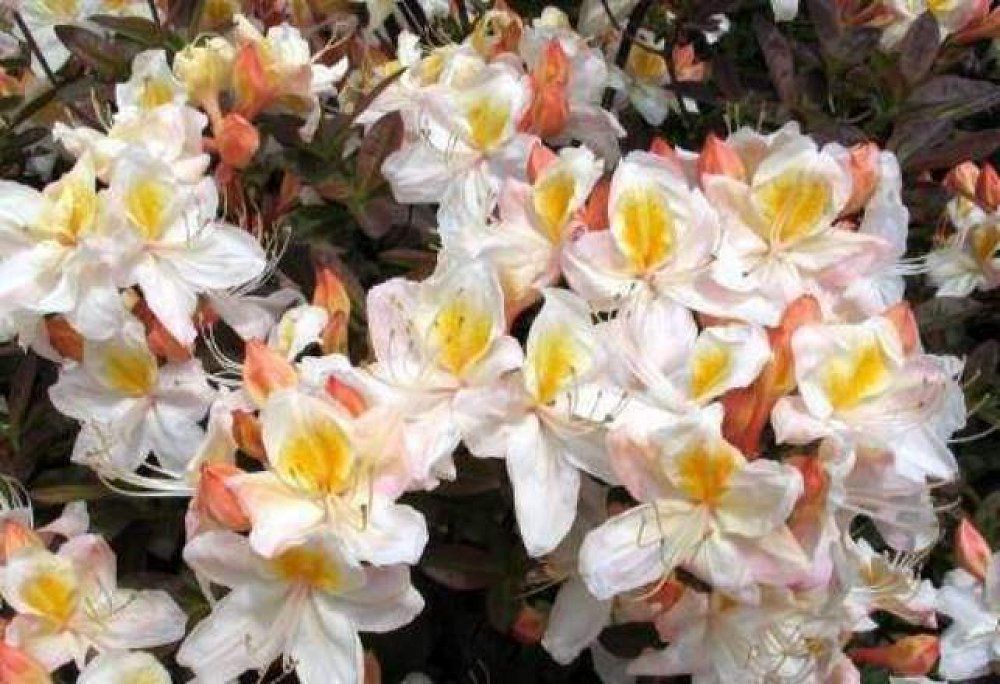 Азалия Сильвер Слиппер ( Rododendron Silver Slipper) 15л 60- 80 см