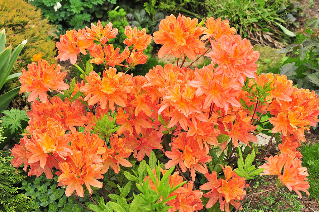 Рододендрон японский (Rhododendron japonicum) 5л собственное пр-во
