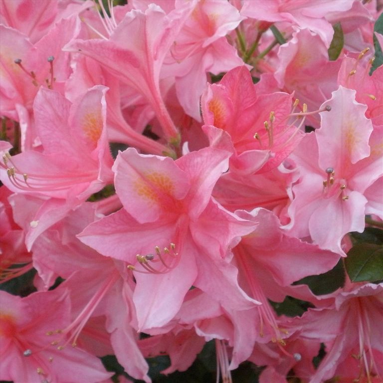 Рододендрон клейкий Мадам Жоли (Rhododendron Jolie Madame) 7,5л