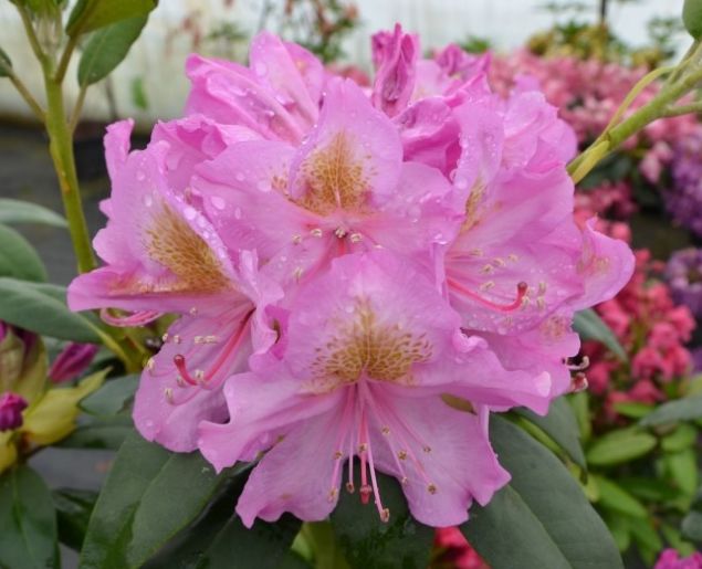 Рододендрон Лейт Кисс (Rhododendron hybrid Late Kiss) 7.5 л NEW!