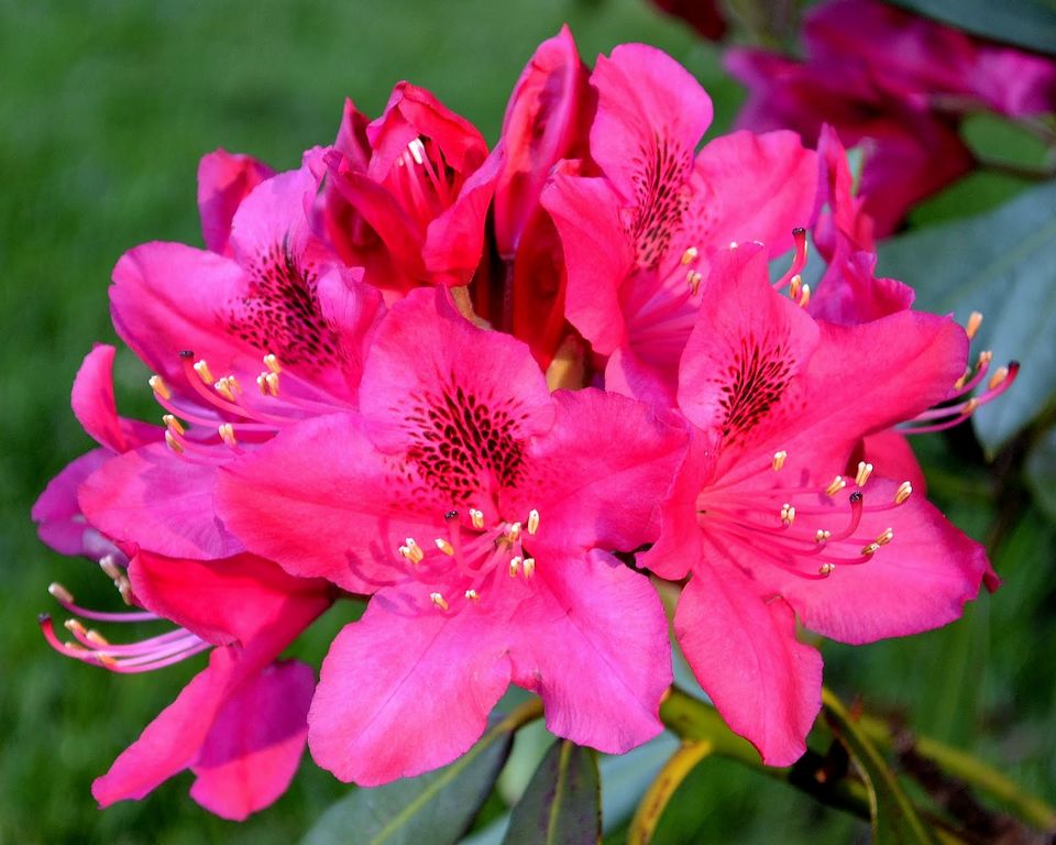 Рододендрон Неон Кисс (Rhododendron hybrid Neon Kiss) 7.5л, 25-35 см