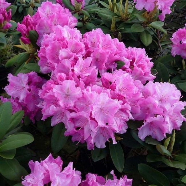 Рододендрон Люмина (Rhododendron yakushimanum Lumina) 15л