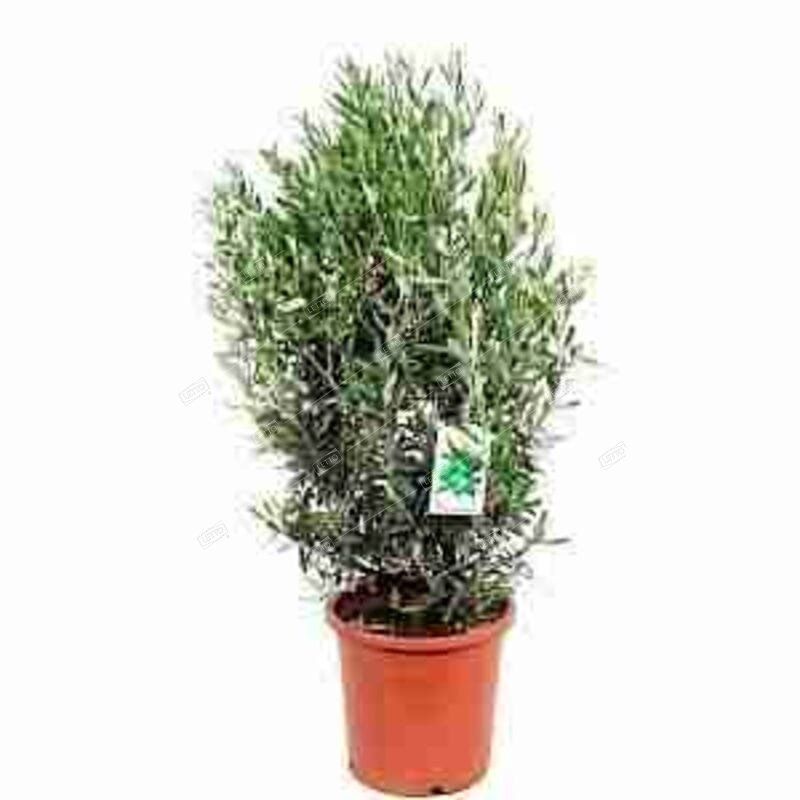 Олива европейская куст Olea europaea bush 45-65/16