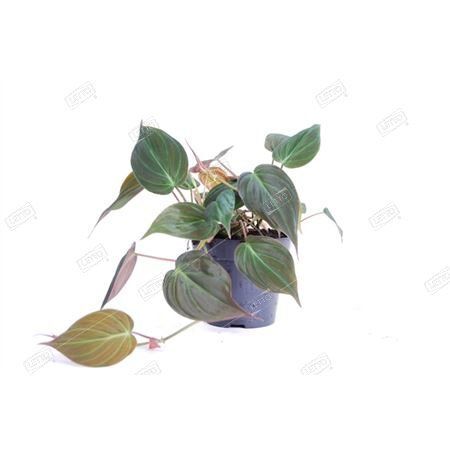 Филодендрон лазящий Миканс Philodendron scandens Micans 25/12