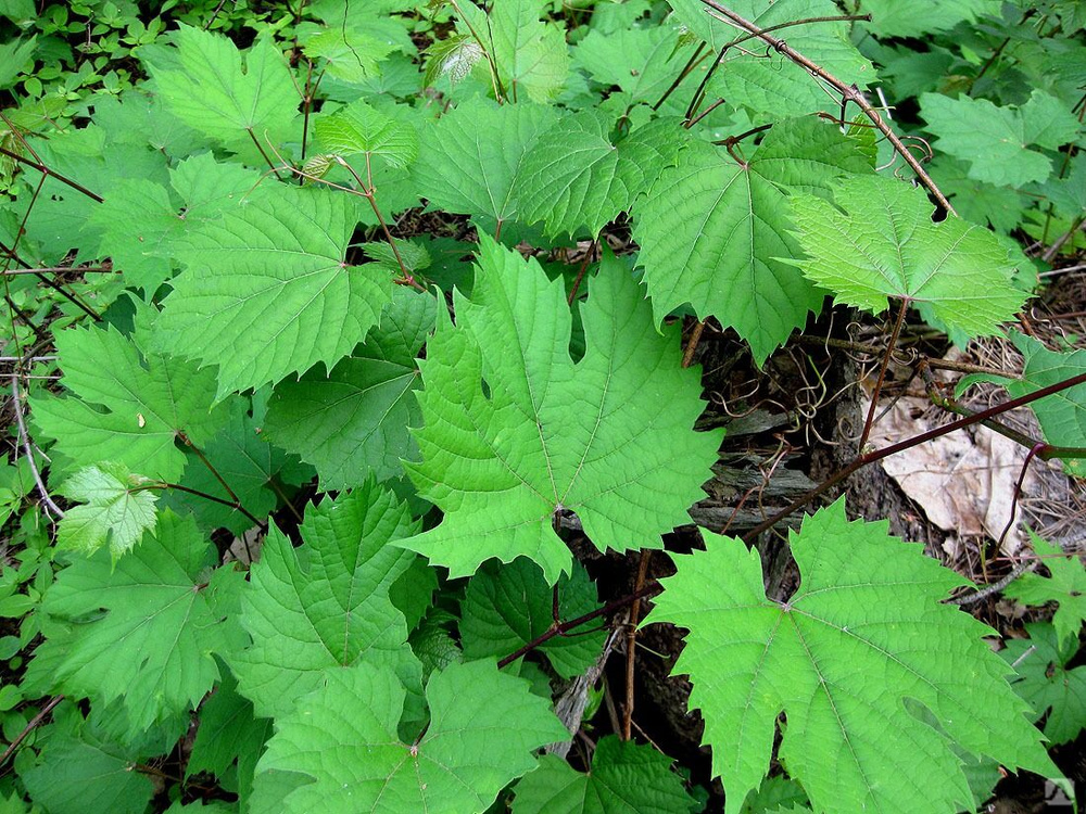 Виноград прибрежный (Vitis riparia) 2л контейнер купить за 650 руб./шт ...